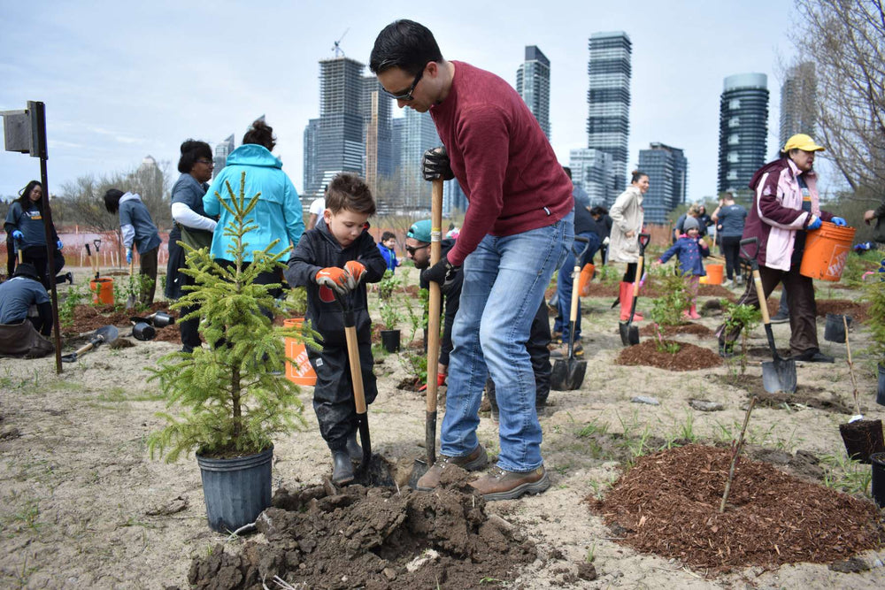 Urban Reforestation