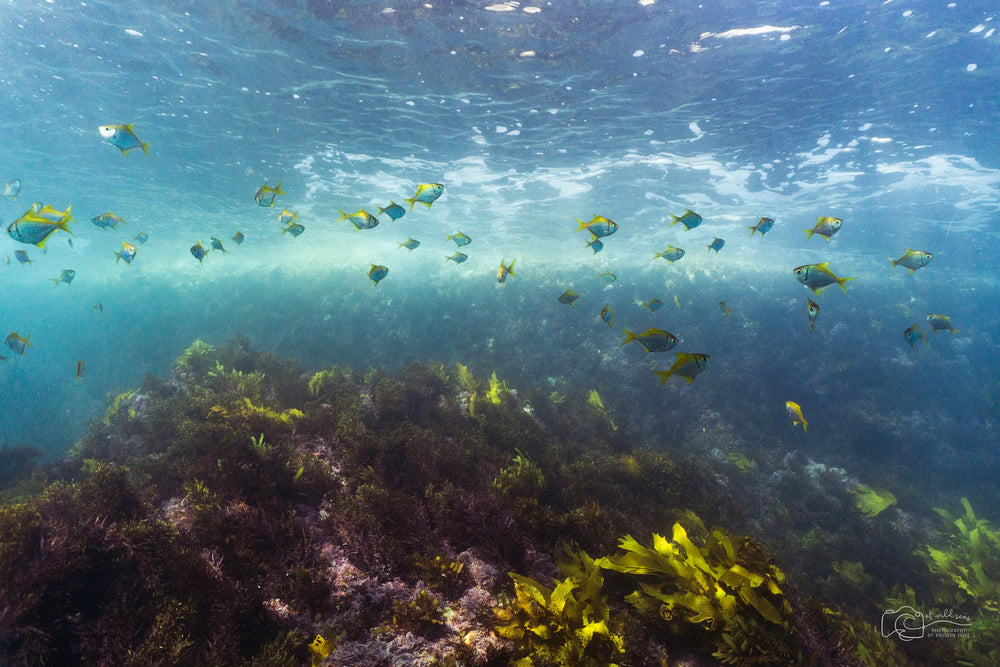 Coastal Watershed Restoration