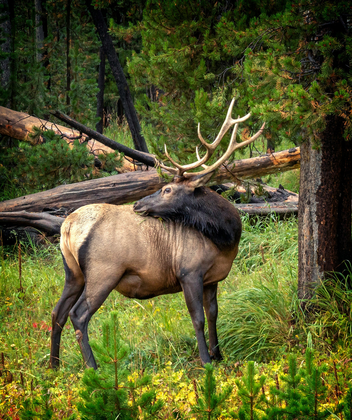 Highland Wildlife Corridor Restoration