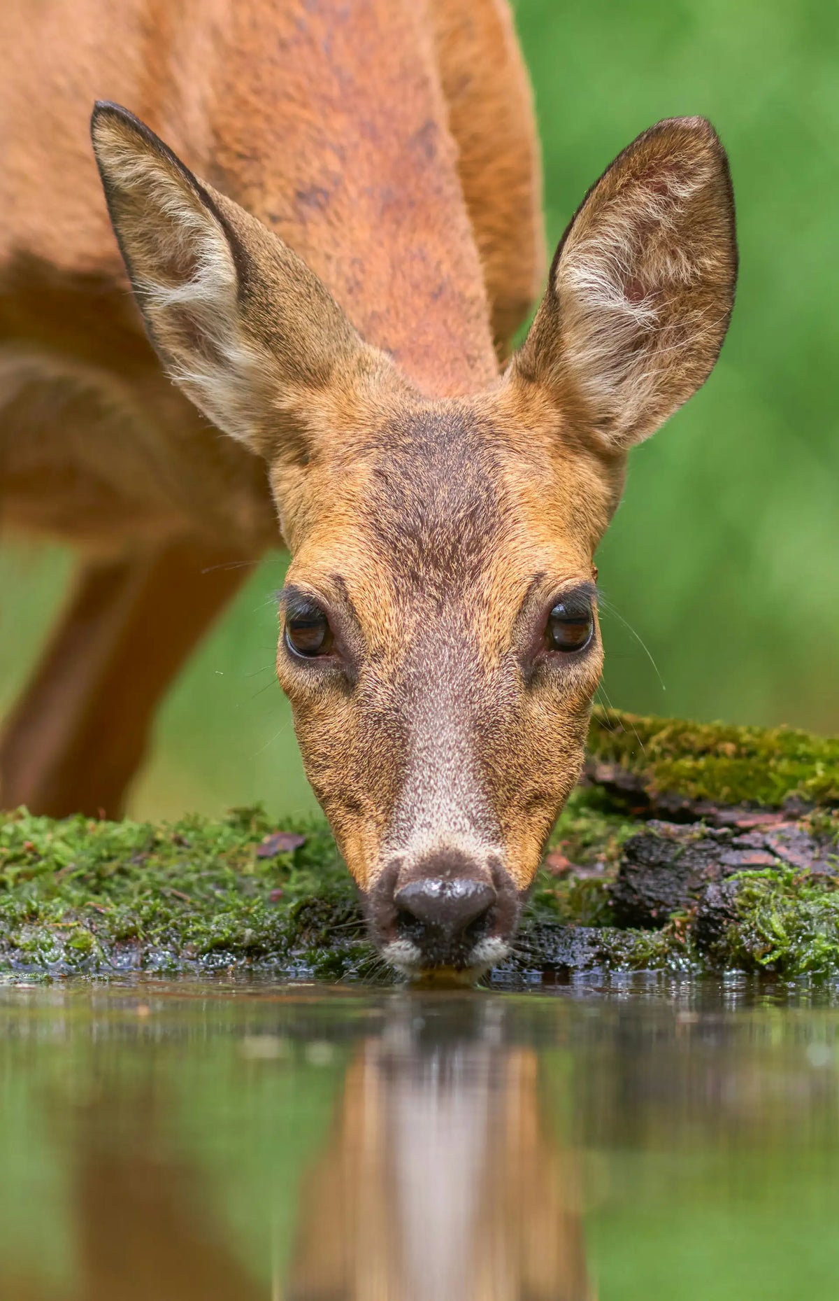 WILDLIFE